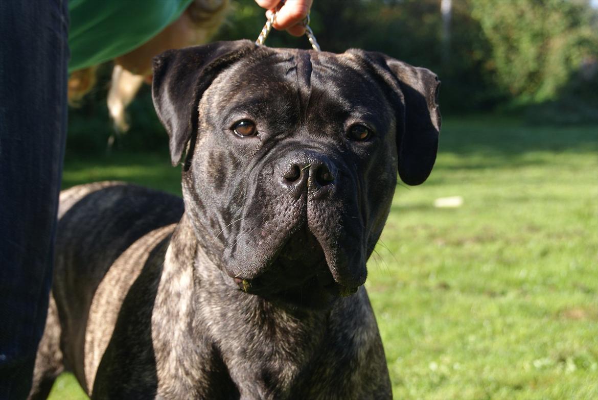 Bullmastiff Bullberry Imogen, aka Cookie. billede 3