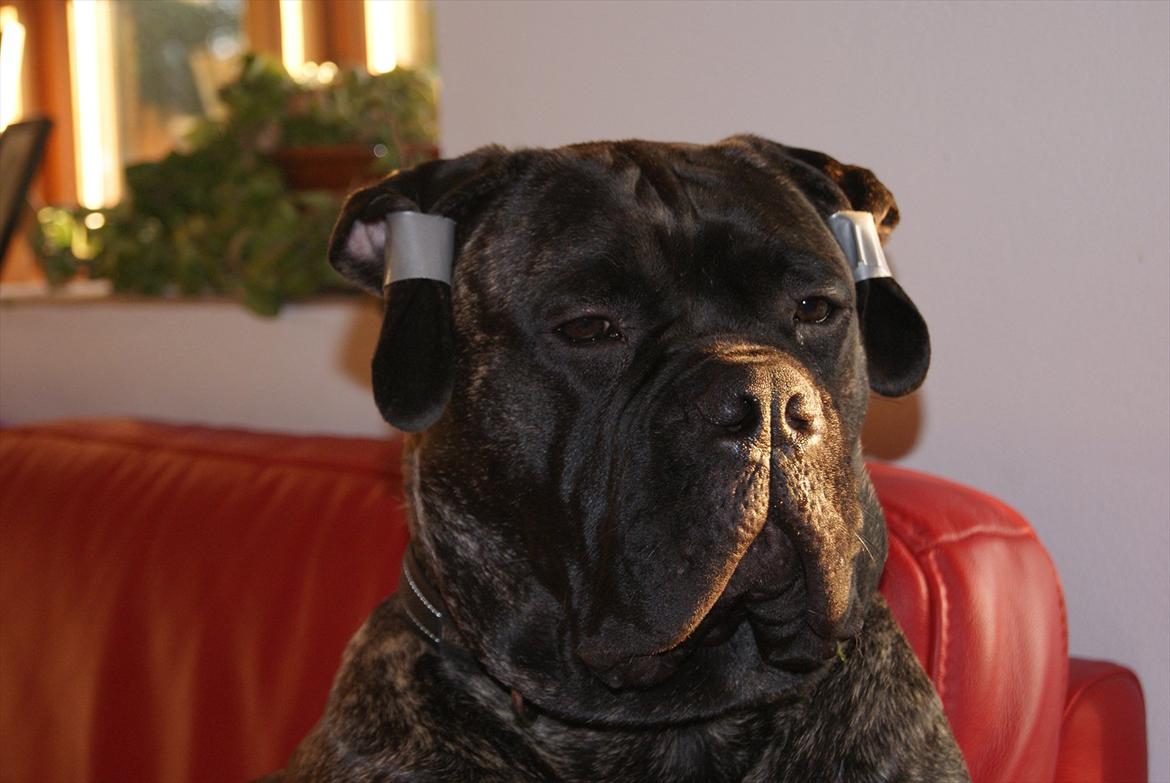 Bullmastiff Bullberry Imogen, aka Cookie. billede 4