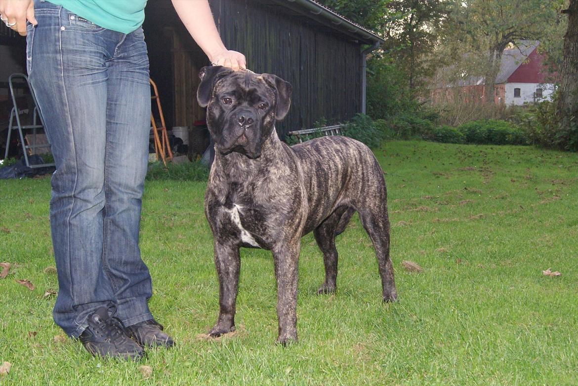 Bullmastiff Bullberry Imogen, aka Cookie. billede 5