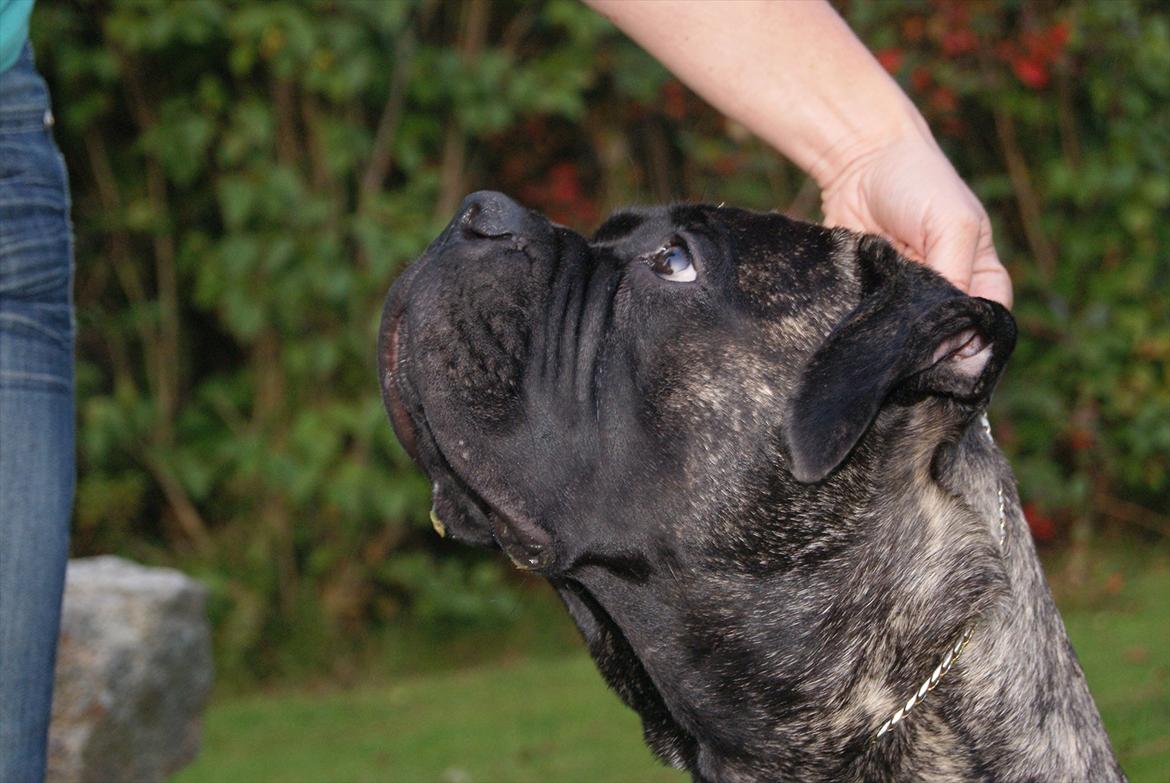 Bullmastiff Bullberry Imogen, aka Cookie. billede 6