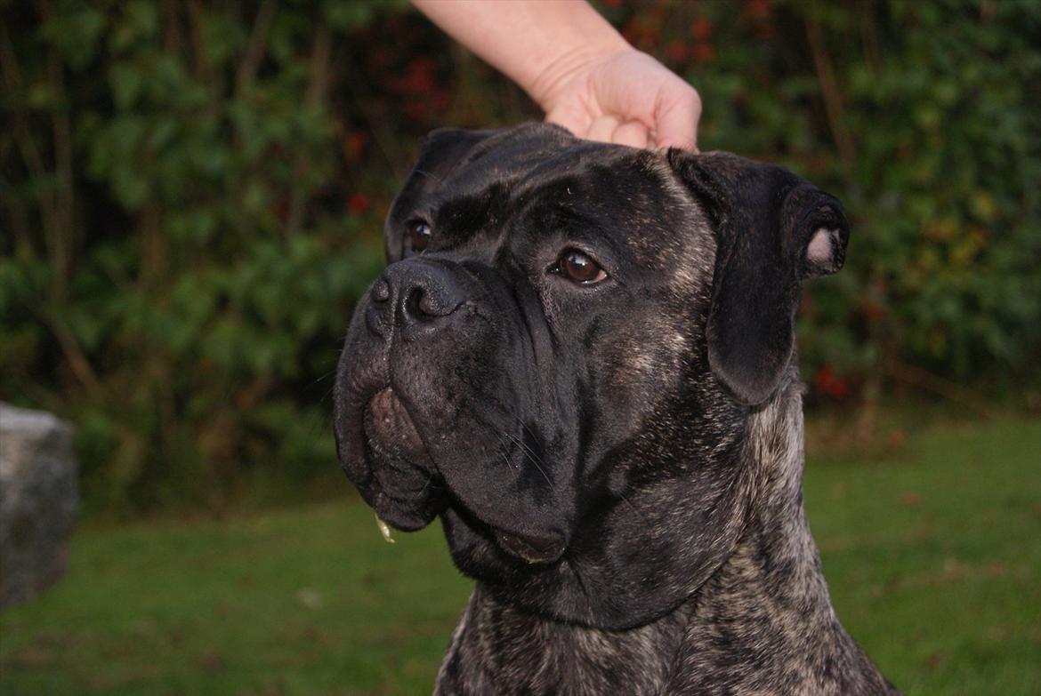 Bullmastiff Bullberry Imogen, aka Cookie. billede 7