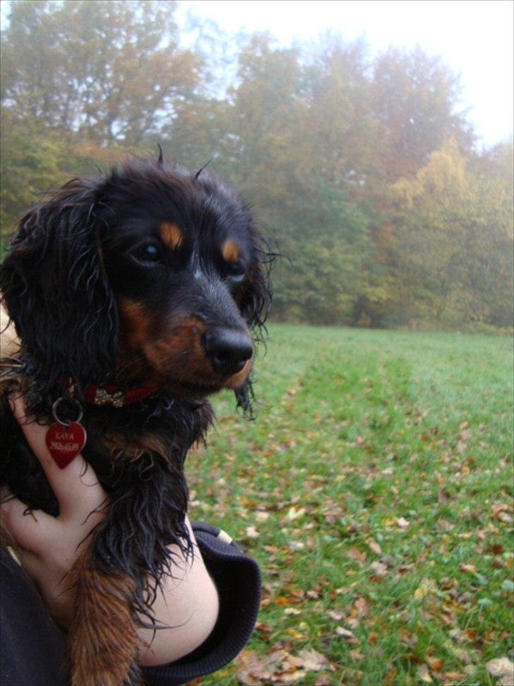 Miniature gravhund Kaya R.I.P - kaya med i skoven  billede 1