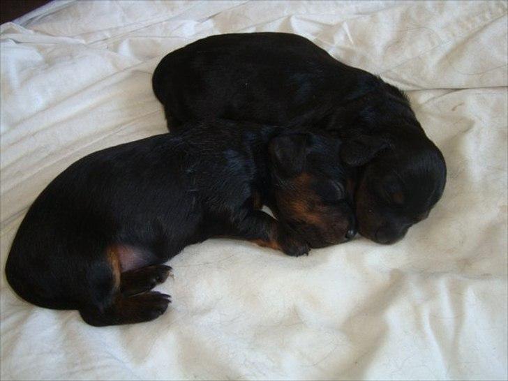 Miniature gravhund Kaya R.I.P - kaya sammen med sin bror. 1 uge gammel ca. billede 2