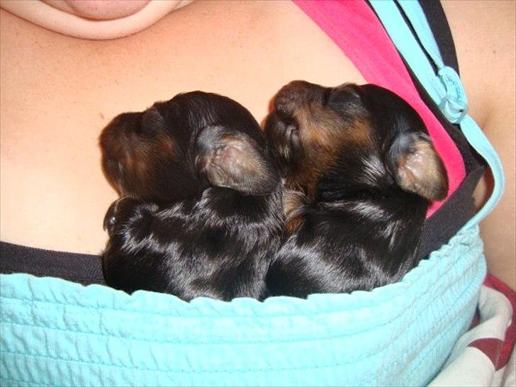 Miniature gravhund Kaya R.I.P - igen kaya med sin bror billede 3