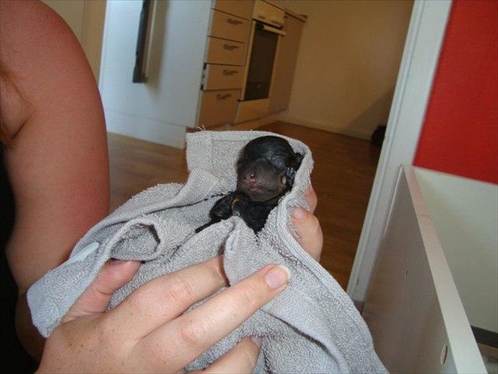 Miniature gravhund Kaya R.I.P - kaya nyfødt billede 4