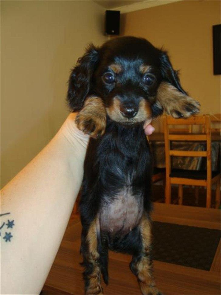 Miniature gravhund Kaya R.I.P - efter et bad billede 5