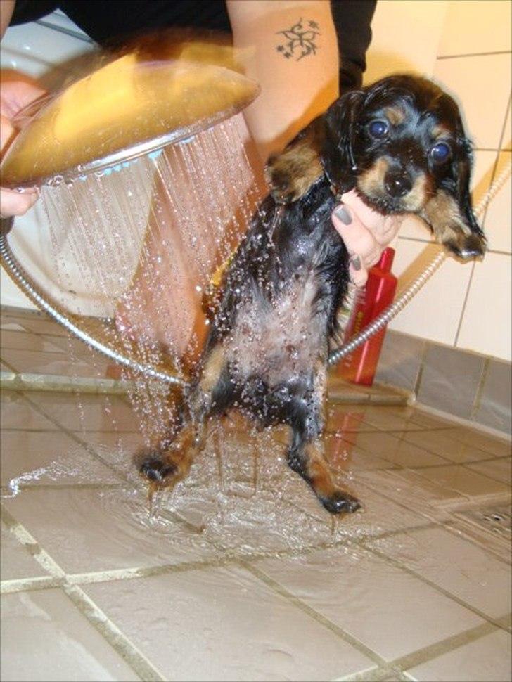 Miniature gravhund Kaya R.I.P - hun finder sig i det :P billede 6