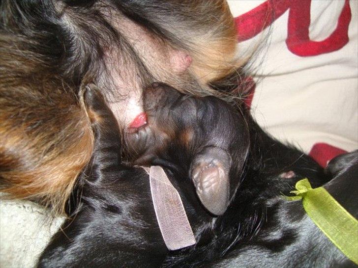 Miniature gravhund Kaya R.I.P - kaya får mad billede 7