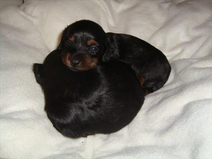 Miniature gravhund Kaya R.I.P - kaya ligger og kigger meget træt billede 8