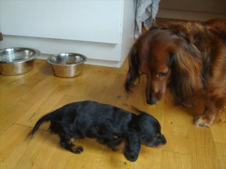 Miniature gravhund Kaya R.I.P - slåsser med king billede 9