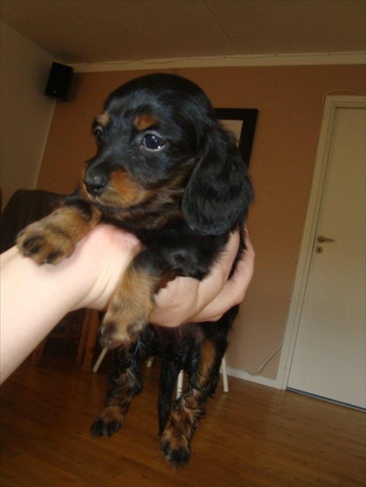 Miniature gravhund Kaya R.I.P billede 10