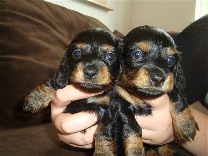 Miniature gravhund Kaya R.I.P - kaya og sin bror. kaya er hende med det mindste hoved billede 11