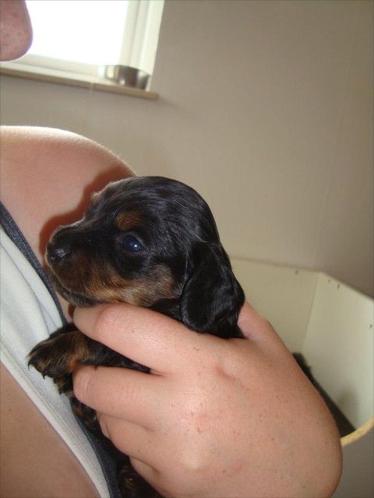 Miniature gravhund Kaya R.I.P billede 12