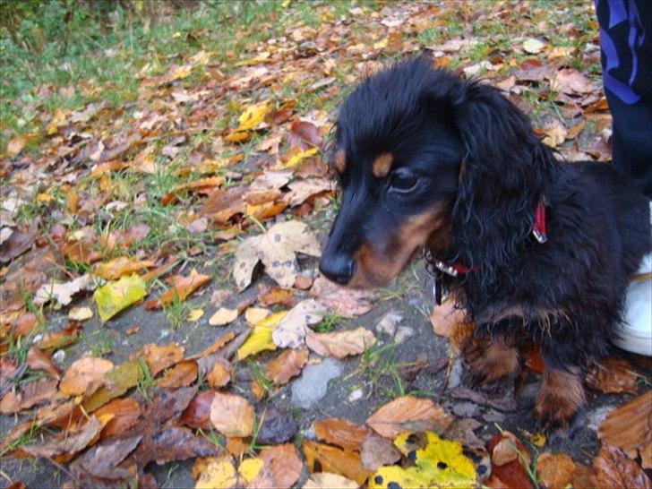 Miniature gravhund Kaya R.I.P billede 13