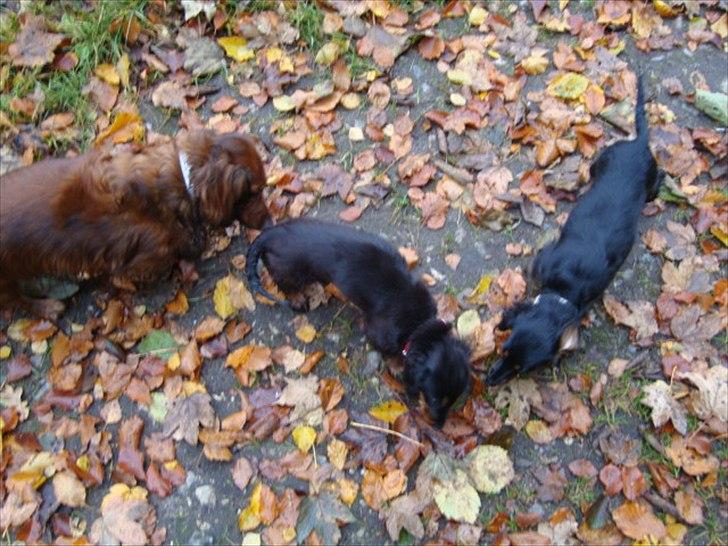 Miniature gravhund Kaya R.I.P - king, kaya og jasmin billede 14