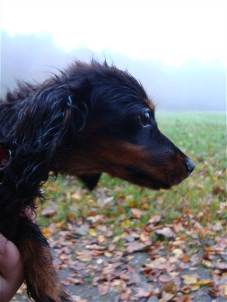 Miniature gravhund Kaya R.I.P billede 15