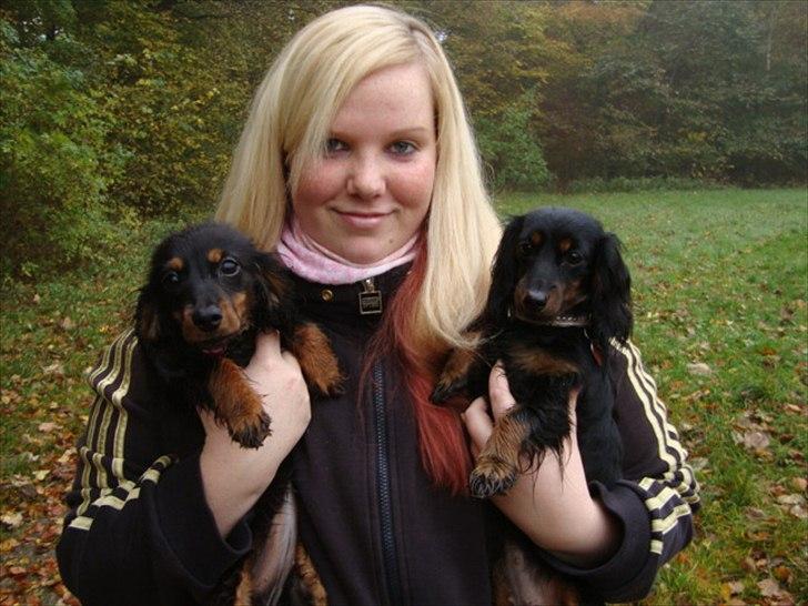 Miniature gravhund Kaya R.I.P - kaya til venstre og jasmin til højre billede 16