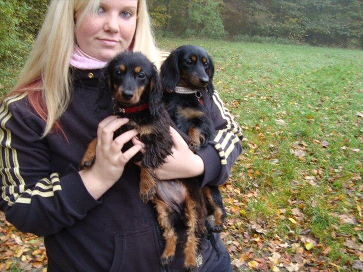 Miniature gravhund Kaya R.I.P - kaya forrest og jasmin bagved billede 17