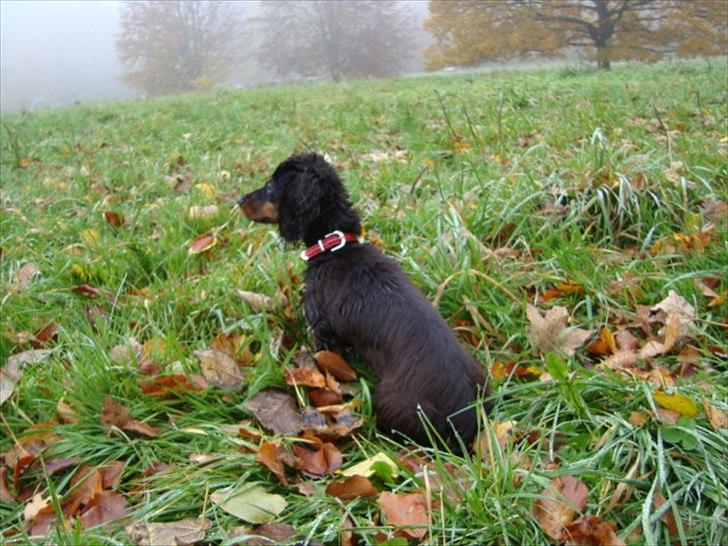 Miniature gravhund Kaya R.I.P billede 18