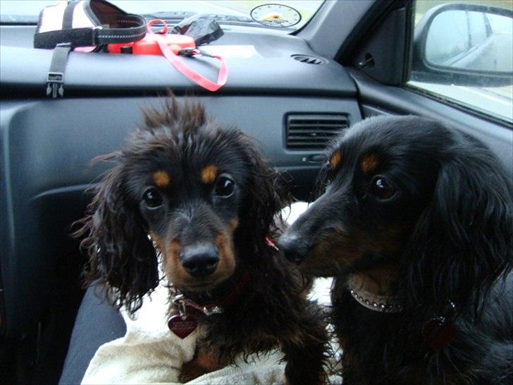 Miniature gravhund Kaya R.I.P - kaya med strithår billede 19