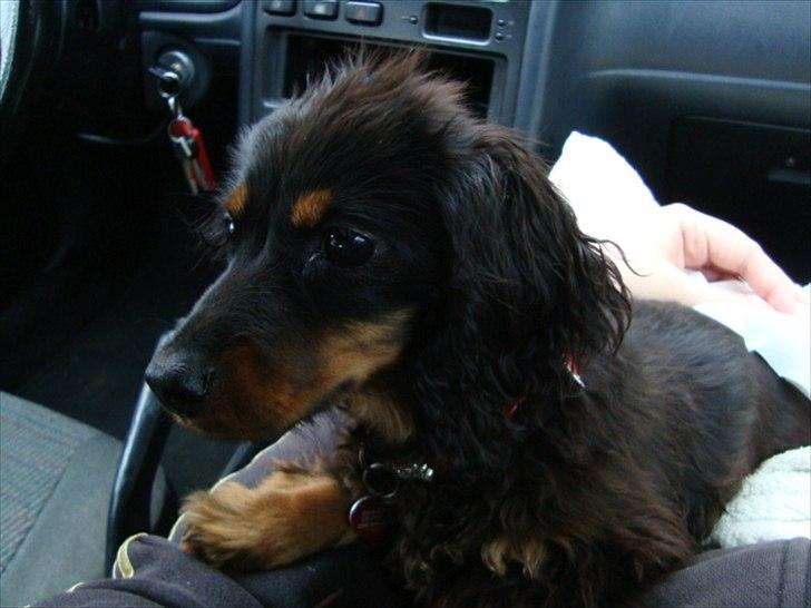 Miniature gravhund Kaya R.I.P billede 20