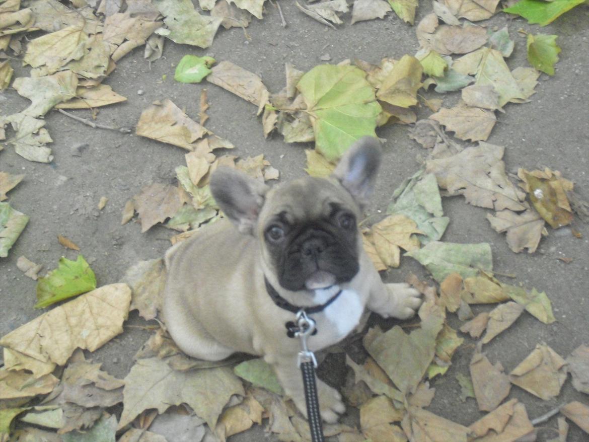 Fransk bulldog Vincent billede 1