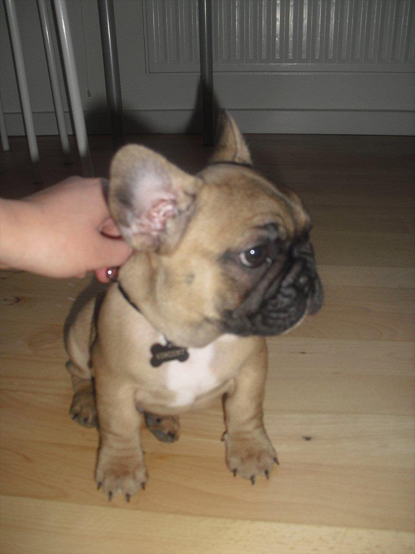 Fransk bulldog Vincent billede 2