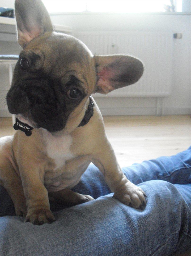 Fransk bulldog Vincent billede 3