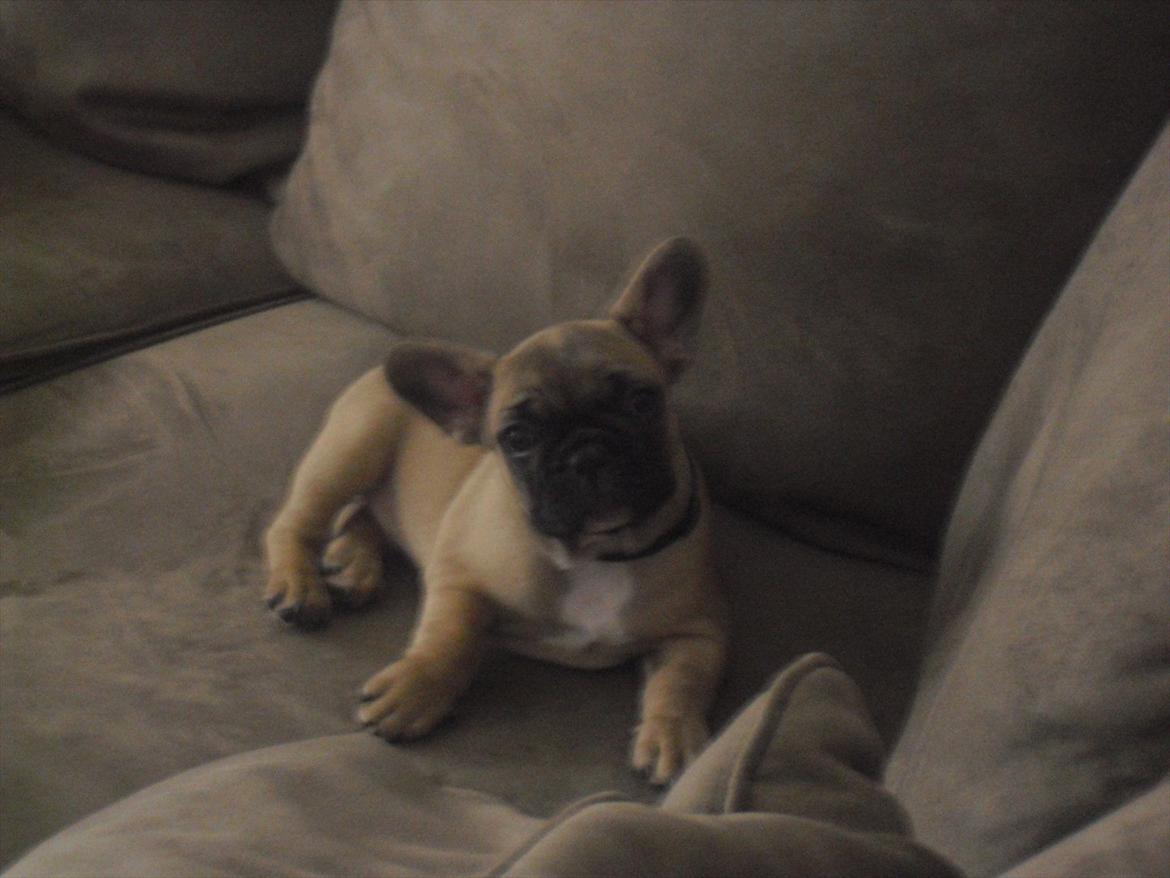 Fransk bulldog Vincent billede 4