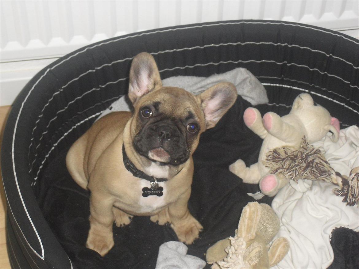 Fransk bulldog Vincent billede 5