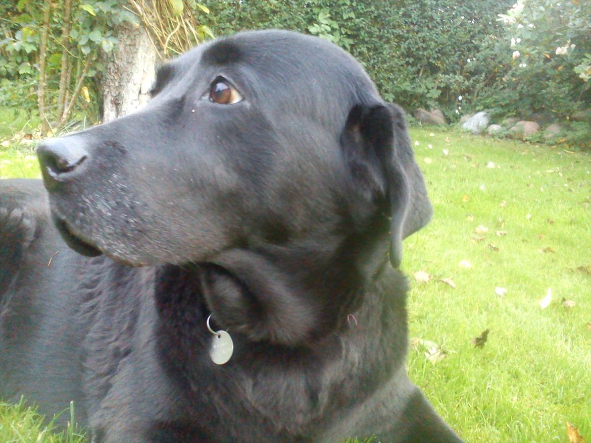 Blanding af racer Rasmine - Velkommen til Mondes profil!:D billede 1