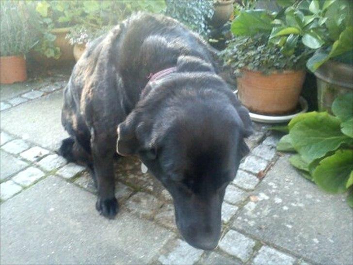 Blanding af racer Rasmine - Rassie på terrassen :)
 billede 2