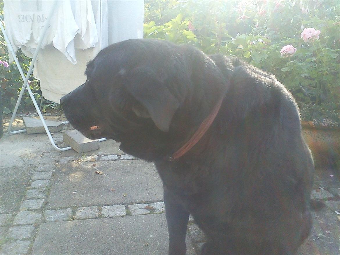 Blanding af racer Rasmine - Kigger efter something d: billede 3