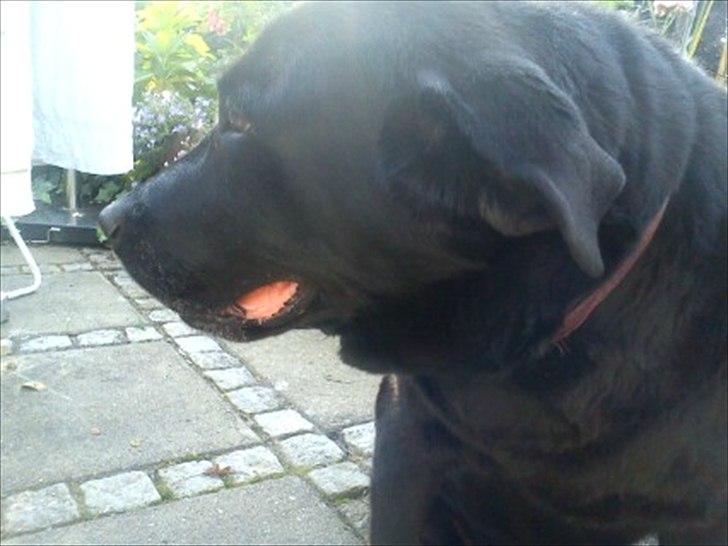 Blanding af racer Rasmine - Rassie har det varmt d: billede 4