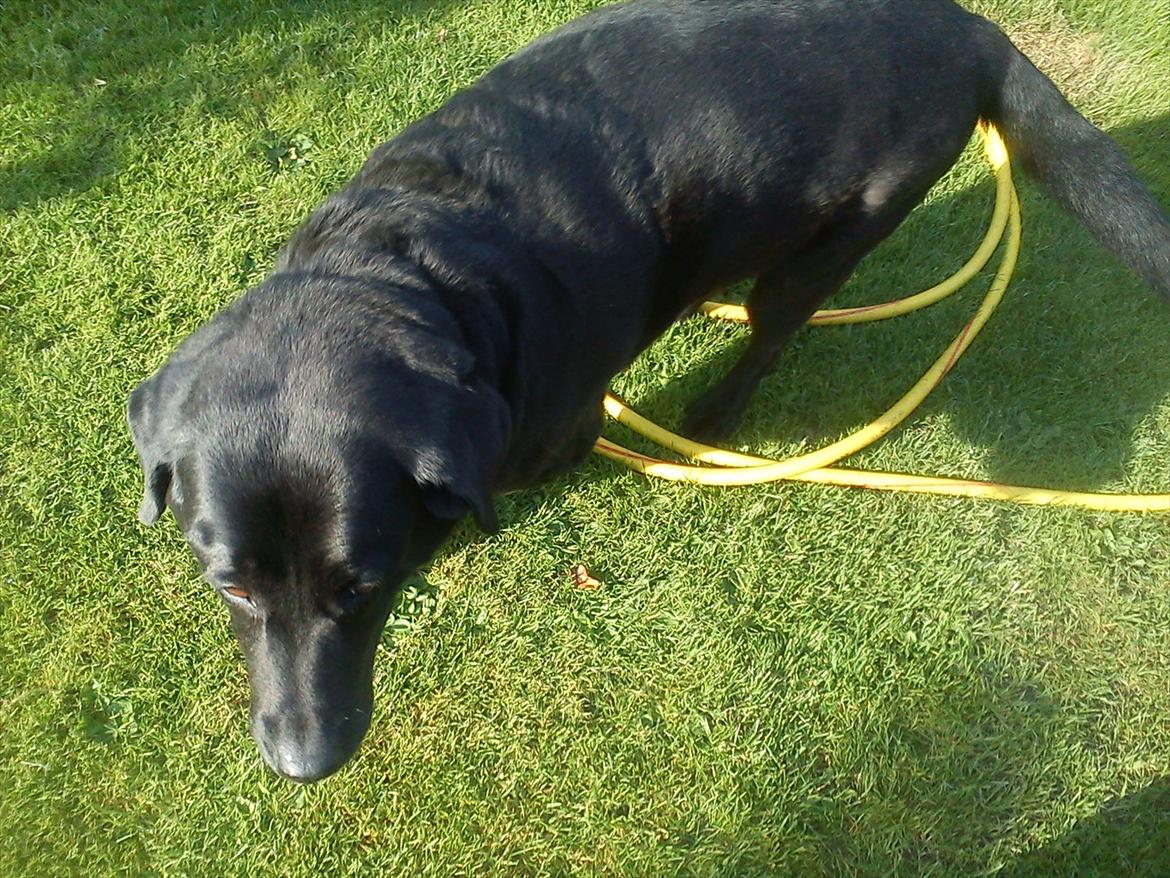 Blanding af racer Rasmine - I haven!:p
Det lille flæskedyr!d: billede 5