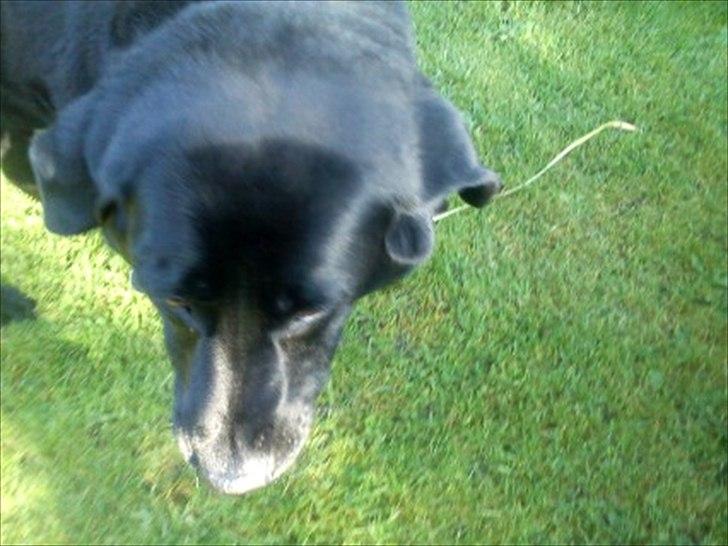 Blanding af racer Rasmine - Høhø! Lille prinssese da!:D billede 6