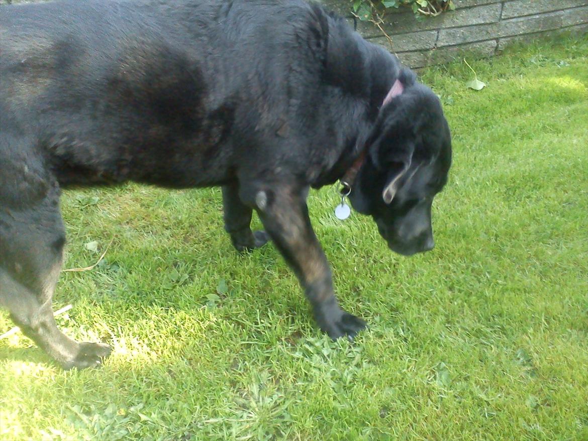 Blanding af racer Rasmine - så går vi da lige rundt og hygger sammen med Sarah og Sønike!:D billede 7