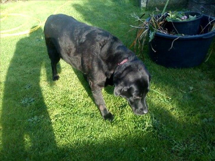 Blanding af racer Rasmine - Smukke hund!<3 billede 8