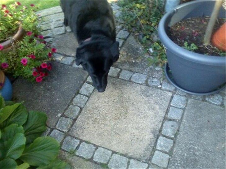 Blanding af racer Rasmine - Dejlig hund!<3 billede 9