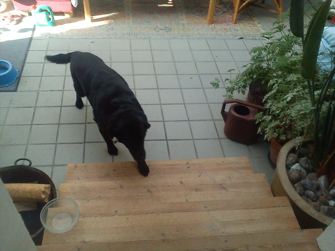 Blanding af racer Rasmine - Den gammle kæmper altid en smule med trapperne!:D billede 10