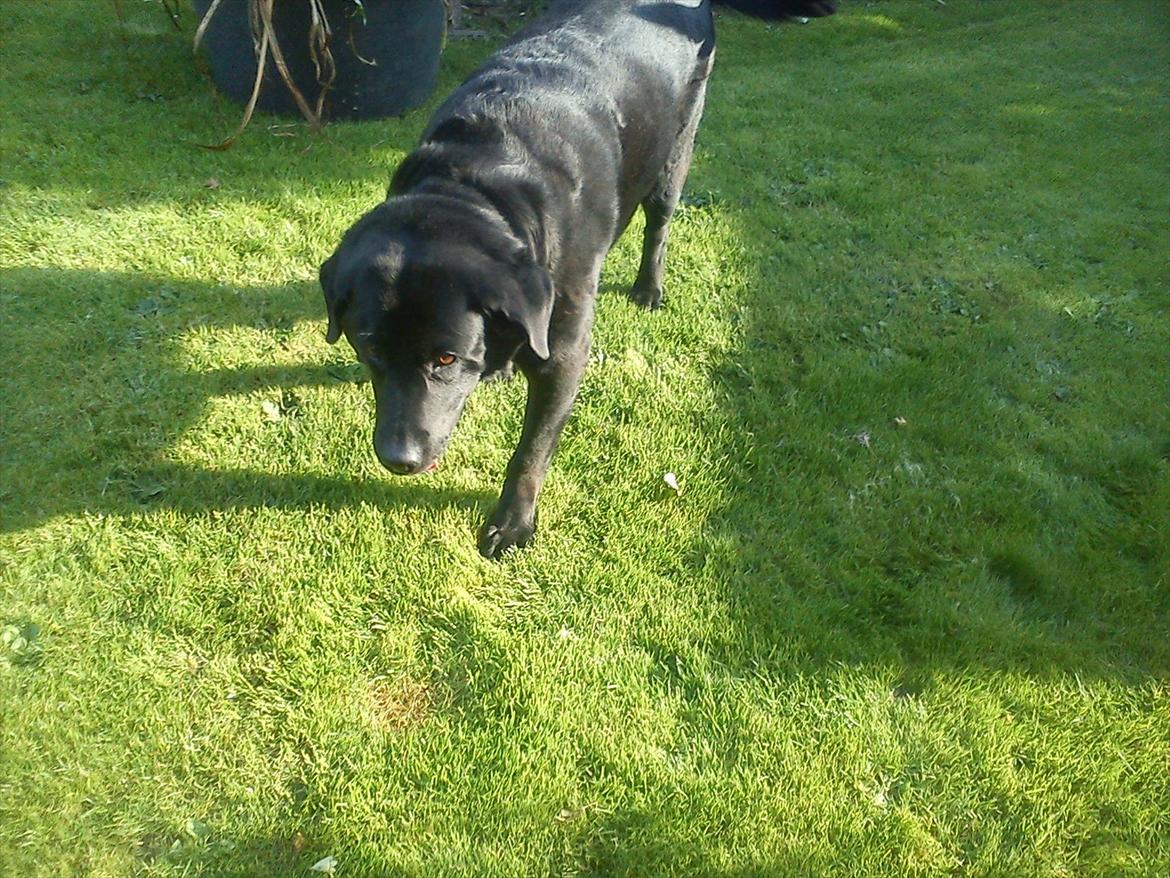 Blanding af racer Rasmine - Old , but fresh!d: billede 11