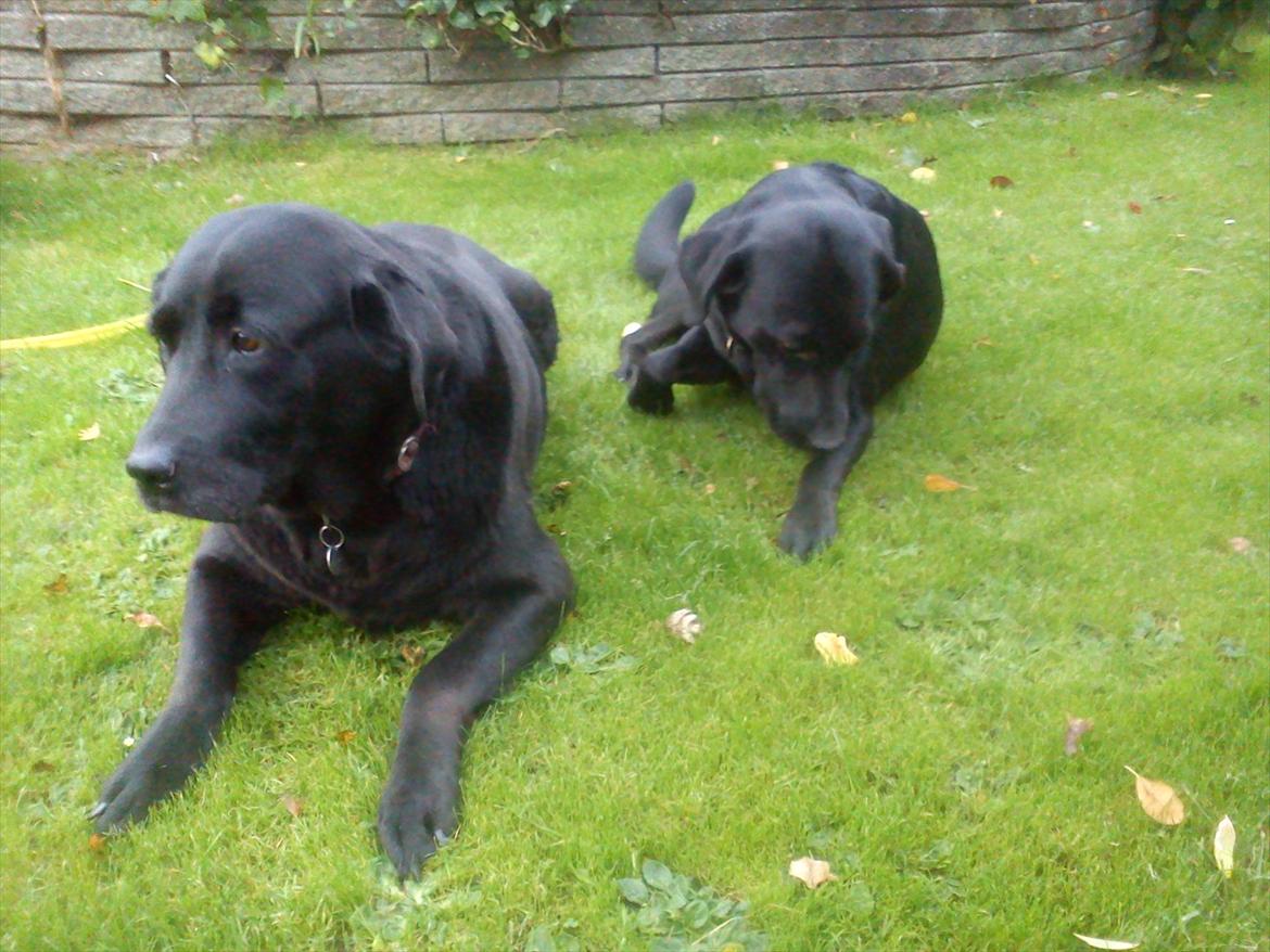 Blanding af racer Rasmine - Sammen med sin søn , Zorro!<3 billede 12