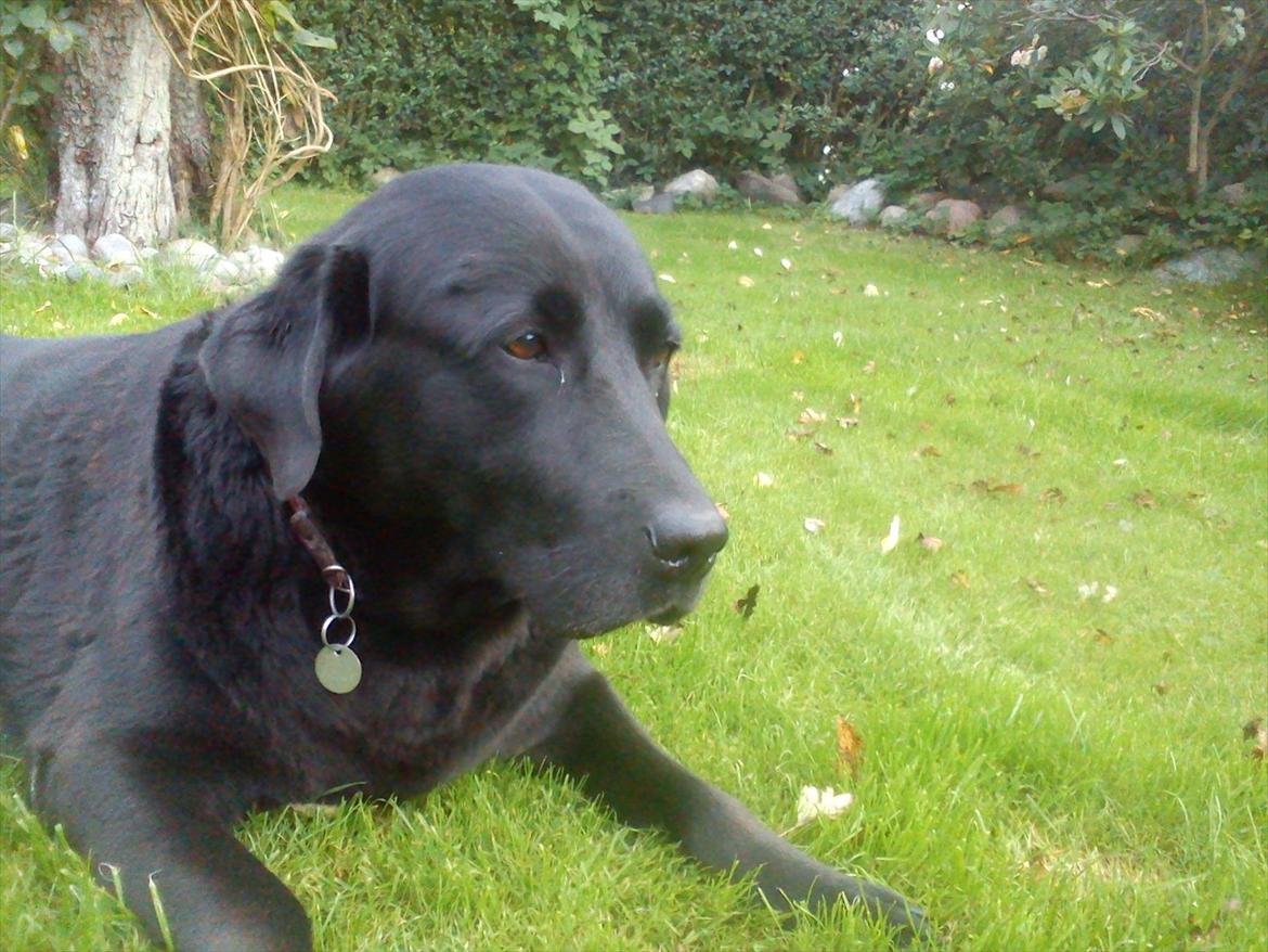 Blanding af racer Rasmine - Sne kan smelte , is kan tø , men min kærlighed til dig vil aldrig dø!
for i mit hjerte , end hvor meget smerte , dit  minde vil foregvit forblive. billede 13