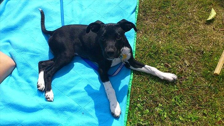 Blanding af racer Tino - Tino på sommerferie i skagen med familien :) billede 4