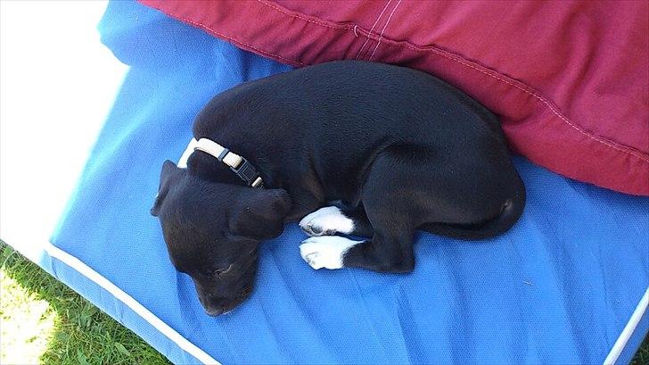 Blanding af racer Tino - Tino som baby, første gang hos min mor. billede 5