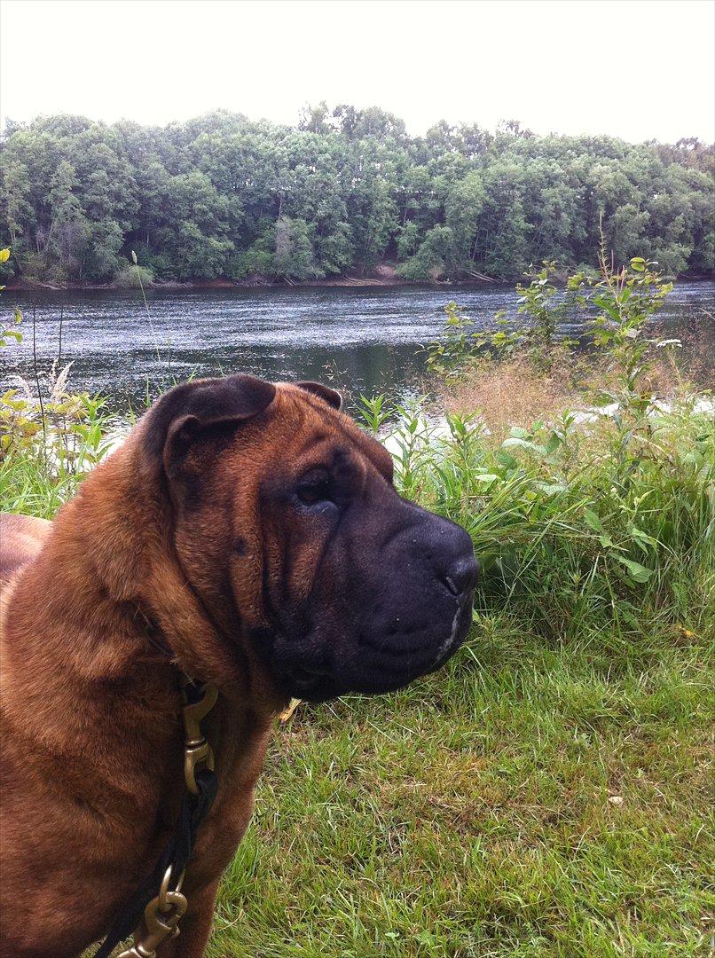 Shar pei Donna billede 1