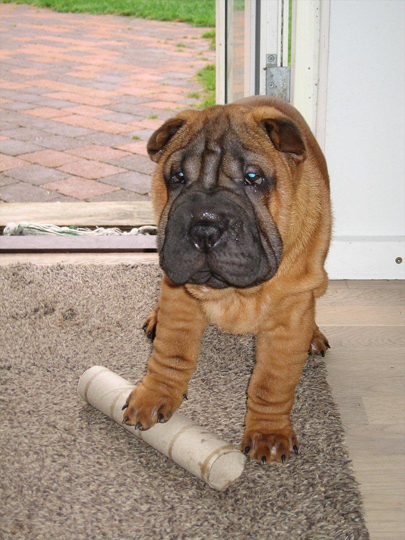 Shar pei Donna billede 3