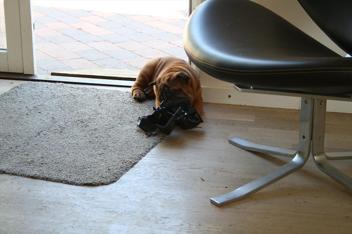 Shar pei Donna billede 4