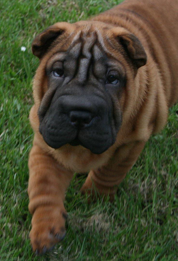 Shar pei Donna billede 5
