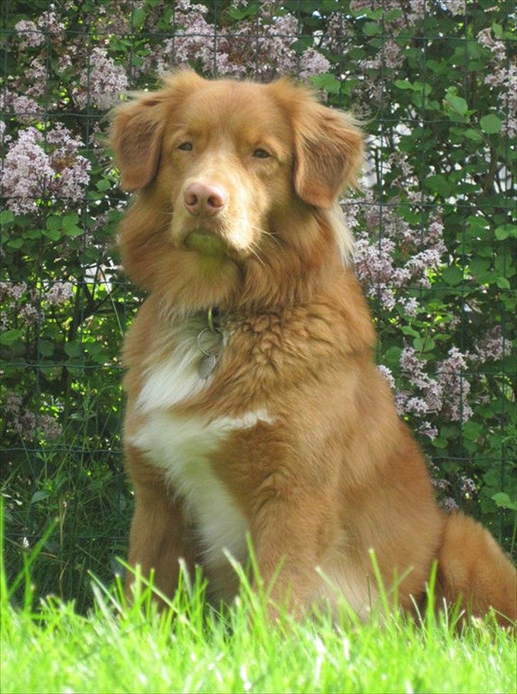 Nova scotia duck tolling retriever Simba - Velkommen til Simba's profil <'3 billede 1